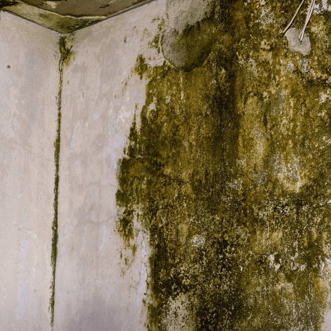 Mold after a water damage